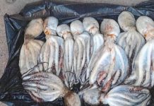 Decomisan 10 pulpos a un pescador sin licencia en Vigo