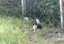 Buscan hogar para una gata y sus crías que viven en la calle en Gondomar