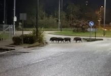 Galicia declara la emergencia cinegética temporal para frenar la expansión del jabalí