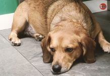 Buscan a Winky, un perro perdido en las Pozas de Mougás