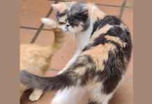 Buscan a Bella, una gata persa exótica desaparecida en Beade