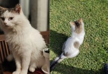 Buscan a Despelusín, un gato perdido en Ramallosa