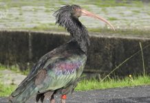 Un Ibis Eremita, una de las aves más amenazadas del mundo, visita el Estuario del Miño