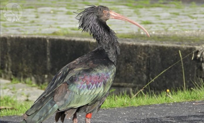estuario miño ibis eremita