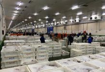El Puerto Pesquero de Vigo vive una jornada frenética con la descarga de más de 230.000 kg de pescado