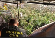 Incautan 120 plantas de marihuana de tamaño medio en Oia