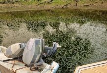 Cerveira impulsa un proyecto para frenar el avance de la planta invasora Egeria Densa en el río Miño
