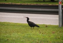 El Ibis Eremita del Estuario del Miño se da un garbeo por Sabarís