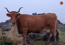 Buscan a Gancholera, una vaca preñada desaparecida en Gondomar