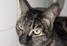 Buscan a los dueños de un gato hallado en Mougás