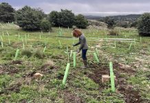 Solicitan voluntarios para plantar 10.000 árboles en Nigrán