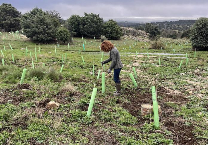 plantalo