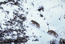 El Lobo, protagonista este miércoles en el IEM