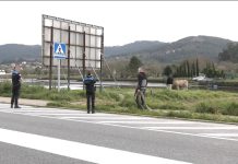 Vaca a la fuga en Ramallosa