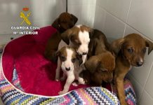 Investigan a un vecino de A Guarda por un presunto delito de abandono animal