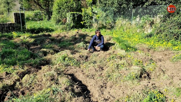 jabalies camposancos