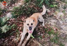 Buscan a Thor, un perro desaparecido en Chandebrito