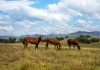 II Ruta Cabalar de Piñeiro