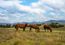 II Ruta Cabalar de Piñeiro