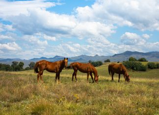 II Ruta Cabalar de Piñeiro