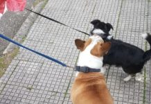 Alertan de la presencia de dos perros solos dentro de un vehículo en Vigo