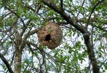Mos impulsa la prevención de incendios y la lucha contra la avispa velutina