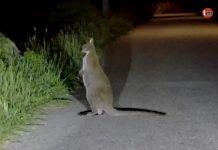 Un walabí se da un garbeo por Oia