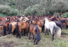 El próximo domingo se celebra el curro de Morgadáns