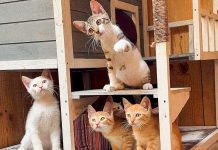 Llamamiento desesperado de La Isla de Tali: «Estamos desbordados por el número de bebés gato que nos llega»