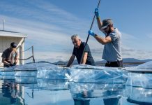 “Del mar al microscopio”: Vigo lidera la vanguardia europea en investigación marina con la campaña Cellbloom
