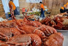 A Guarda calienta motores para la XXXIV Festa da Langosta y de la Cociña Mariñeira