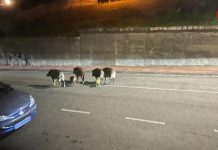 Paseo nocturno de un grupo de jabalíes por Panxón