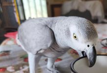 Buscan a Kiti, una lora perdida en O Rosal