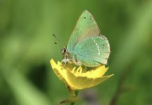Ruta para conocer las mariposas con A Fada do Aloia
