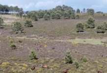 Jornada de eliminación de eucaliptos en Mougás e identificación de fauna nocturna en el río Lagares