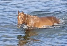 Rescatan a una yegua del mar en Nigrán