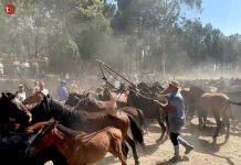 El Curro das Moscas de Mougás congrega a 500 caballos y 80 potros en una jornada marcada por el calor