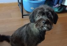 Buscan a Trosky, un perro desaparecido en el puerto de A Guarda