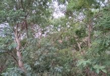 A Guarda reúne a expertos para abordar los últimos avances en la lucha contra la acacia