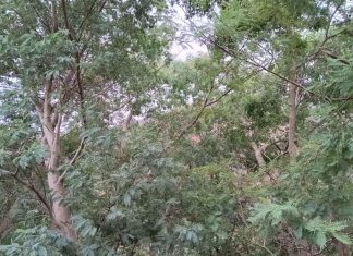 A Guarda reúne a expertos para abordar los últimos avances en la lucha contra la acacia