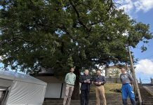 Comienzan los trabajos de conservación del carballo centenario de Vincios