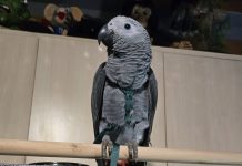 Buscan a “Lucas”, un loro perdido en Guillarei