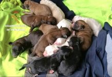 La Guardia Civil investiga a un vecino de Tomiño por un presunto delito de maltrato animal