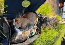 Hallan dos gatos muertos dentro de un transportín abandonado en el río Miñor en A Ramallosa