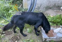 Investigan a una vecina de Gondomar tras hallar 15 cachorros arrojados al río Peitieros