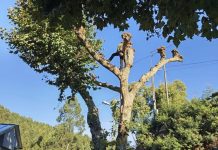 Baiona inicia la temporada de poda otoñal