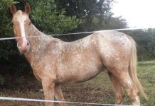 Buscan a Capitán, un caballo desaparecido de una finca en O Rosal