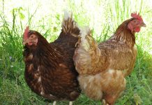 Las gallinas vuelven al exterior tras meses de confinamiento por gripe aviar