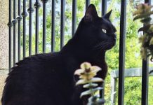 Buscan a Belcha, una gata perdida en Tomiño