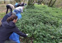 Charla en Nigrán para identificar la flora invasora y posterior limpieza en el río Muíños